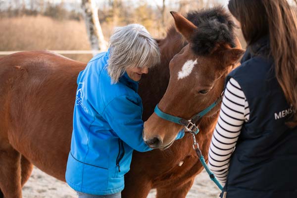 Therapie für Pferde