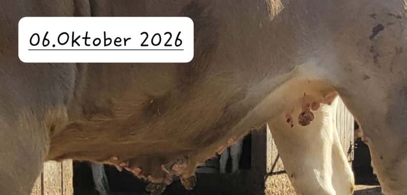 Bauch des Rinds Petra am 6. Oktober 2026, die Feigen sind deutlich kleiner und weniger geworden.