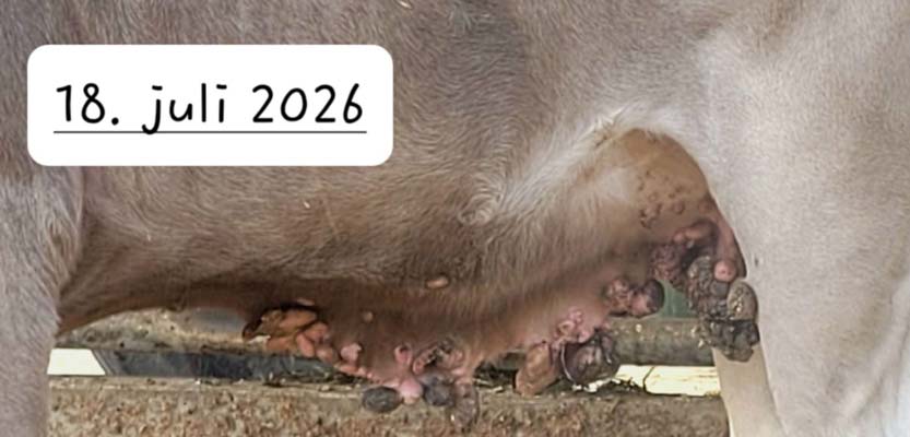 Bauch des Rinds Petra am 18. Juli 2026, übersät mit vielen dunklen Feigen.